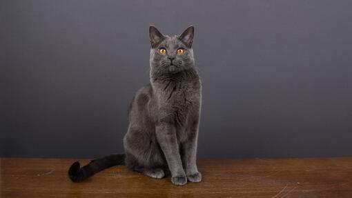 Chartreux